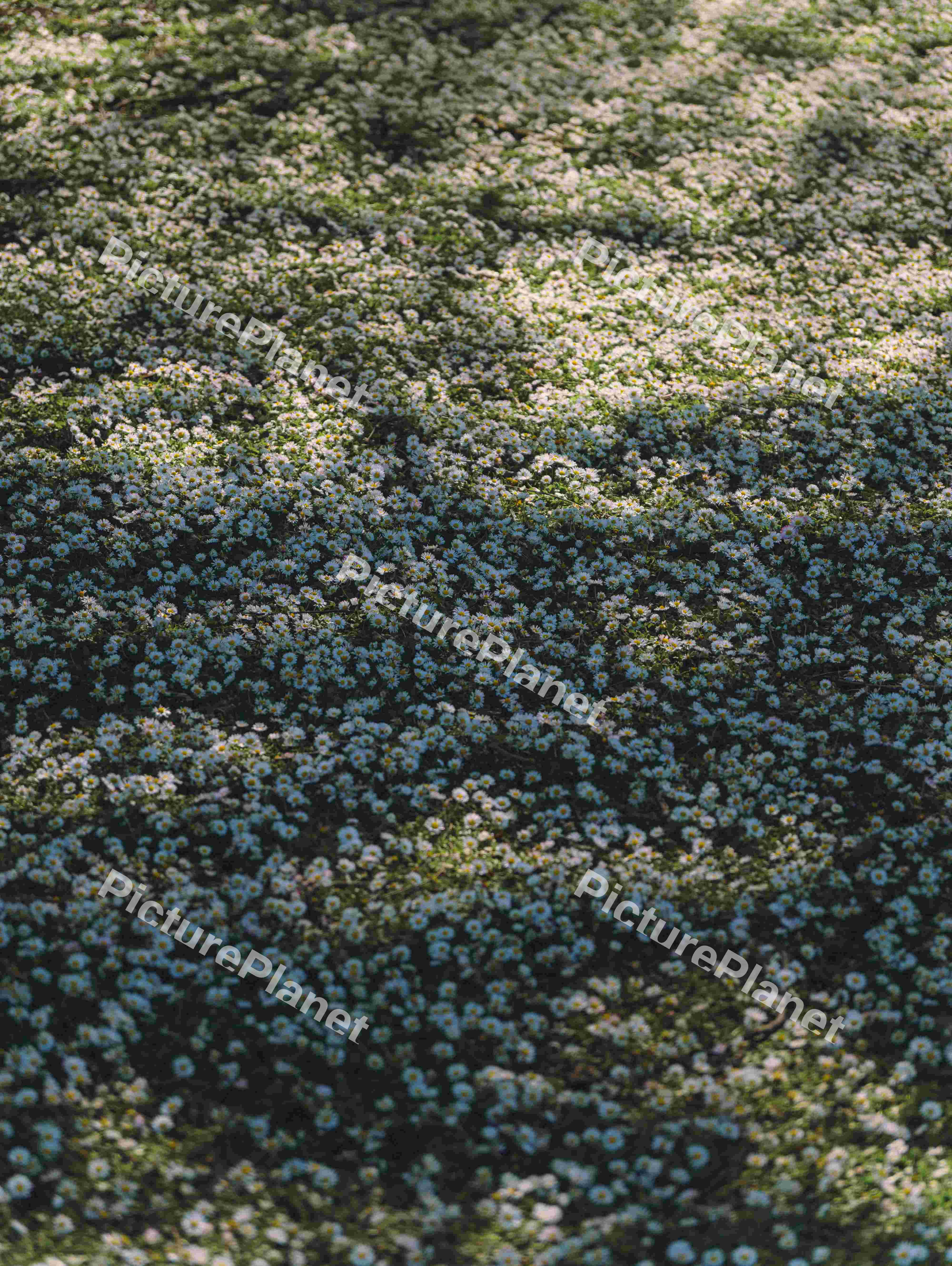 Grass Full Of Daisy